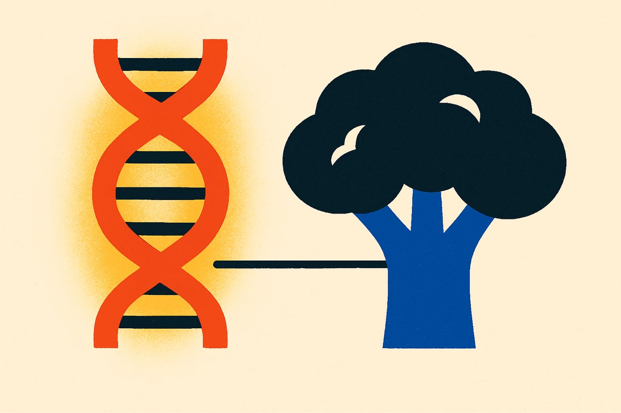 A Single Gene Decides If Broccoli Tastes Bitter