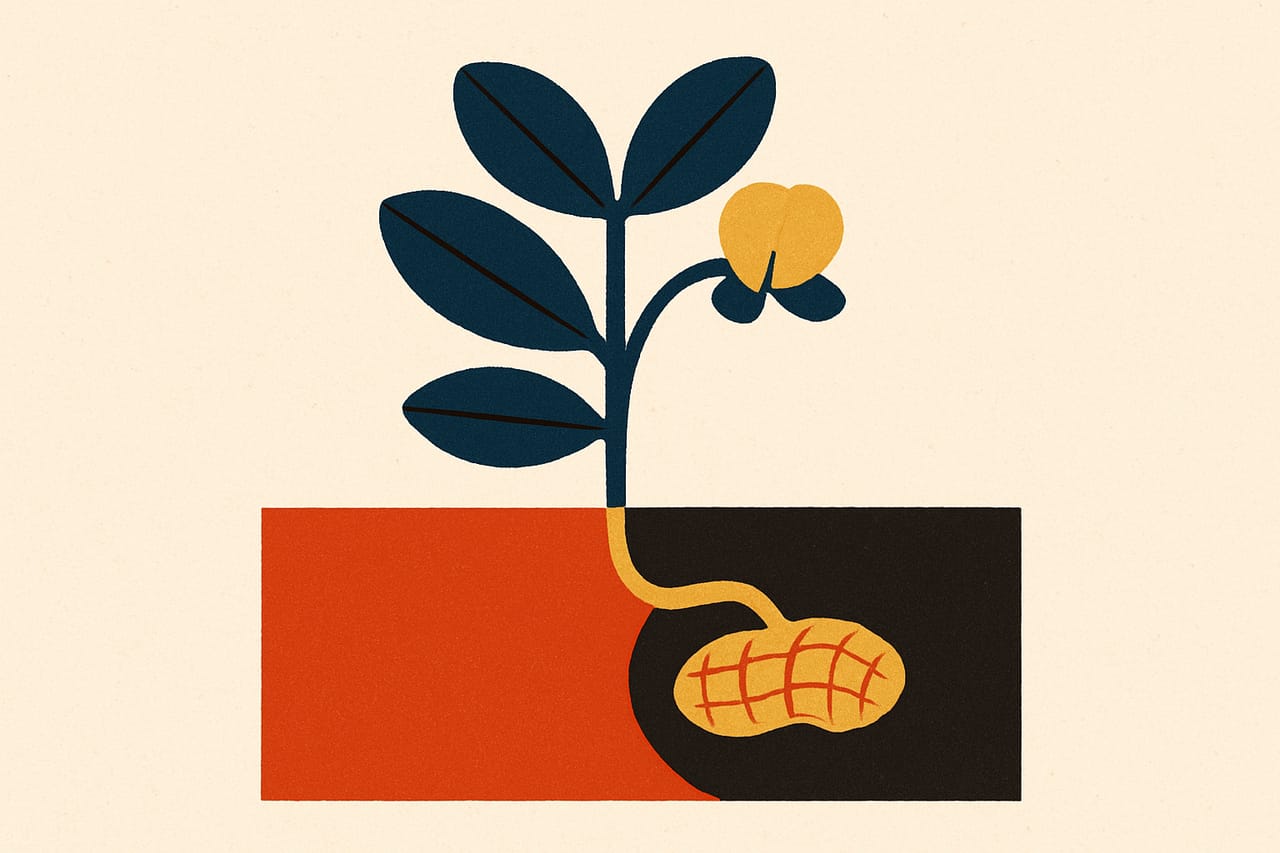 The Peanut Is a Legume That Ripens Underground